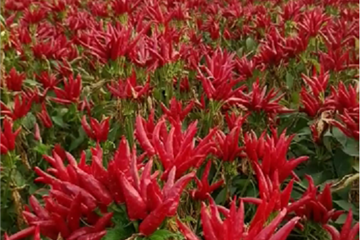 湖北金九昌种业有限公司