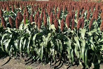 湖北金九昌种业有限公司