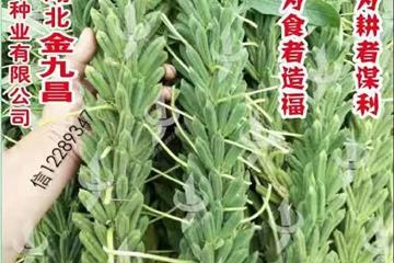 湖北金九昌种业有限公司