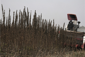 湖北金九昌种业有限公司
