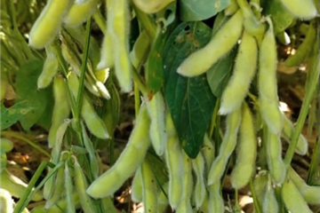 湖北金九昌种业有限公司